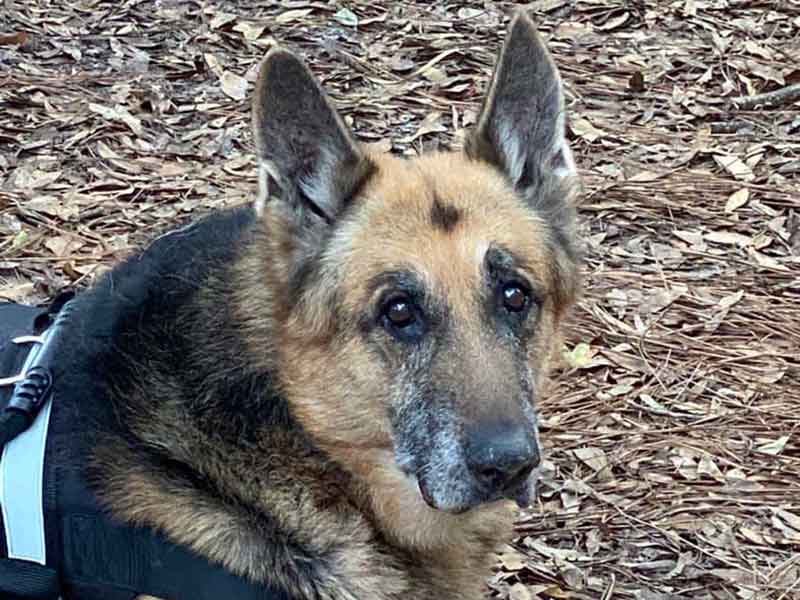  'Norman - rescued from Miami Dade Animal Services